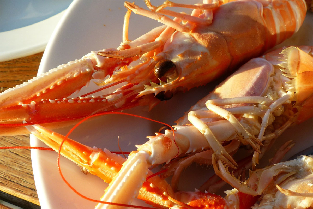 Humar - Langoustine