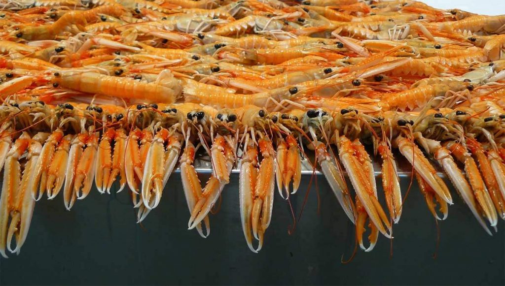 Humar - Leturhumar - Langoustine