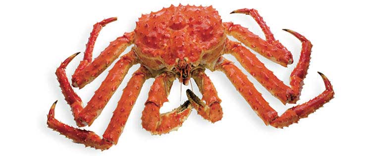 Kóngakrabbi - King Crab - North Atlantic