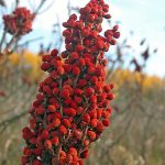 Sumac ber