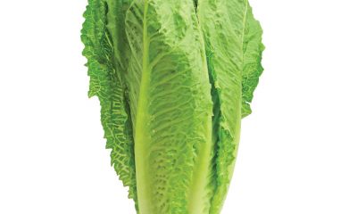 Romaine Salat