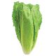 Romaine Salat