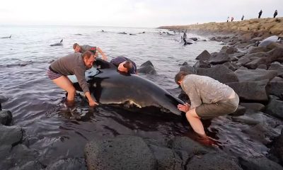 Grindhvalir í Garði í síðustu viku