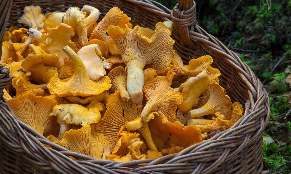 Kantarella sveppir - Chanterelle mushrooms