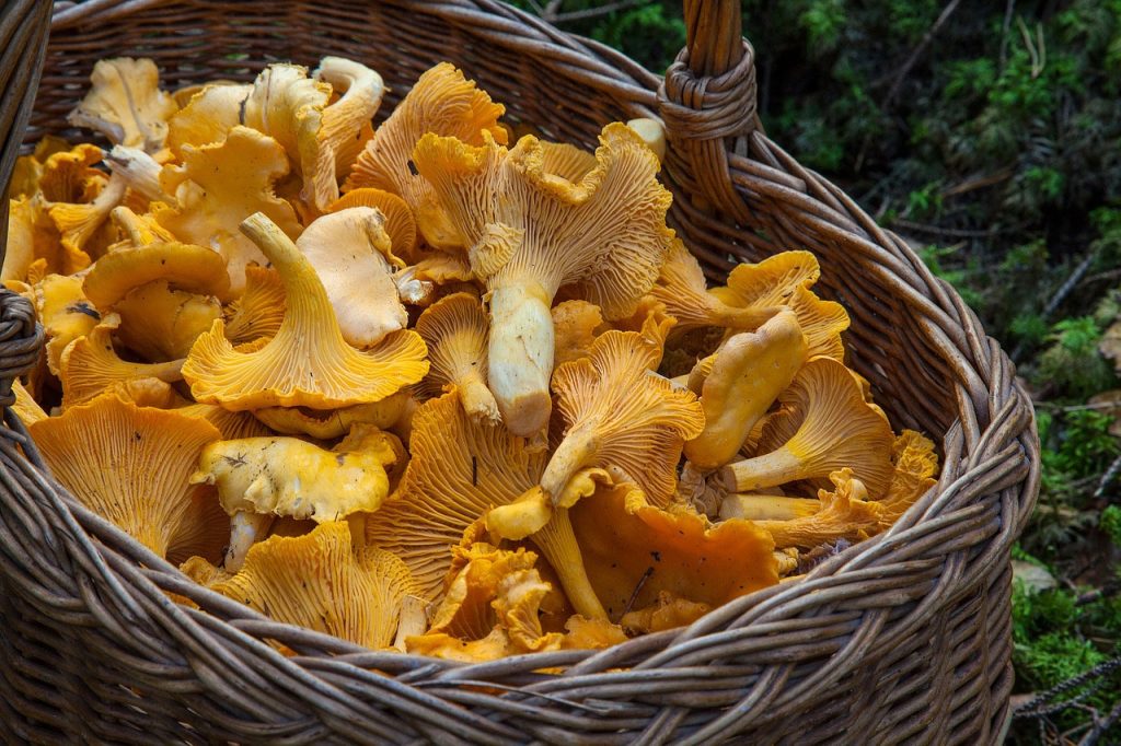 Kantarella sveppir - Chanterelle mushrooms