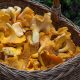 Kantarella sveppir - Chanterelle mushrooms