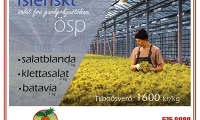 Íslenskt salat á tilboðsverði
