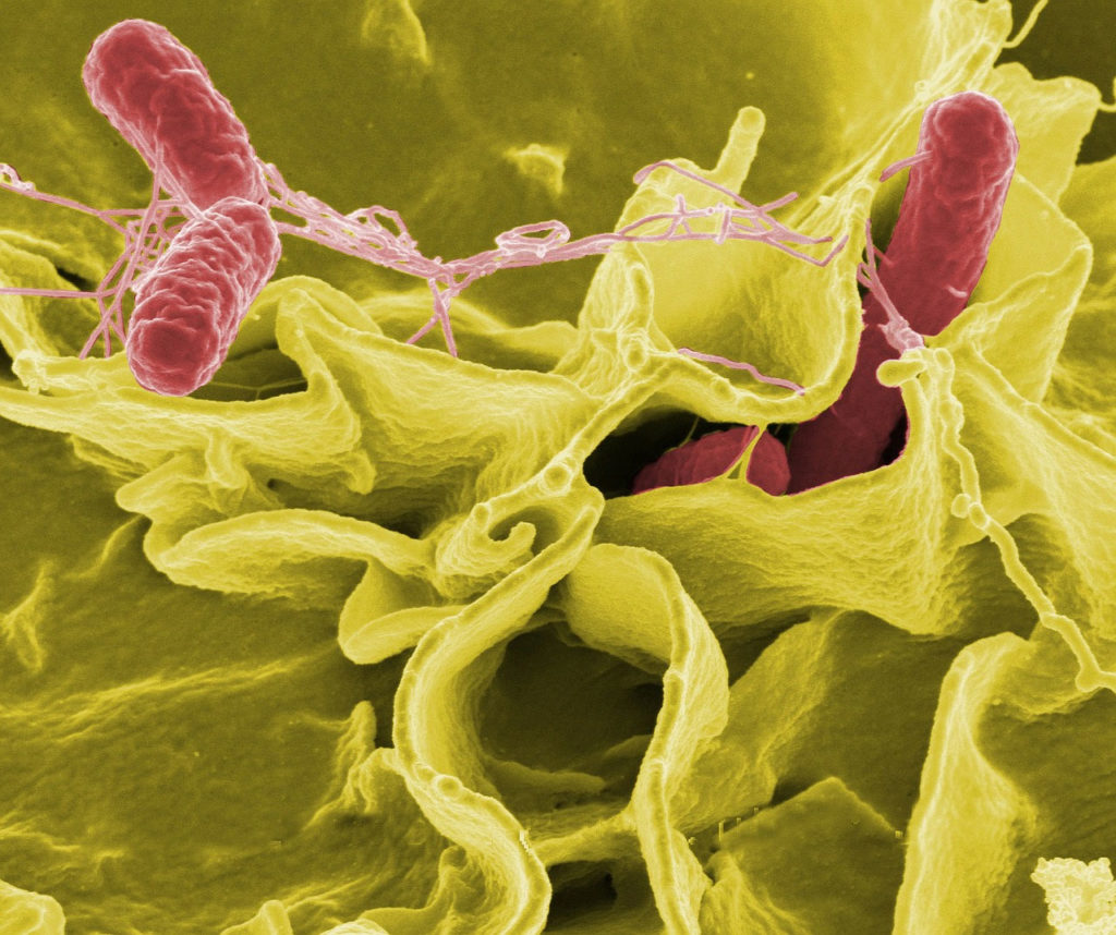 Salmonella - Baktería