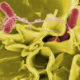 Salmonella - Baktería