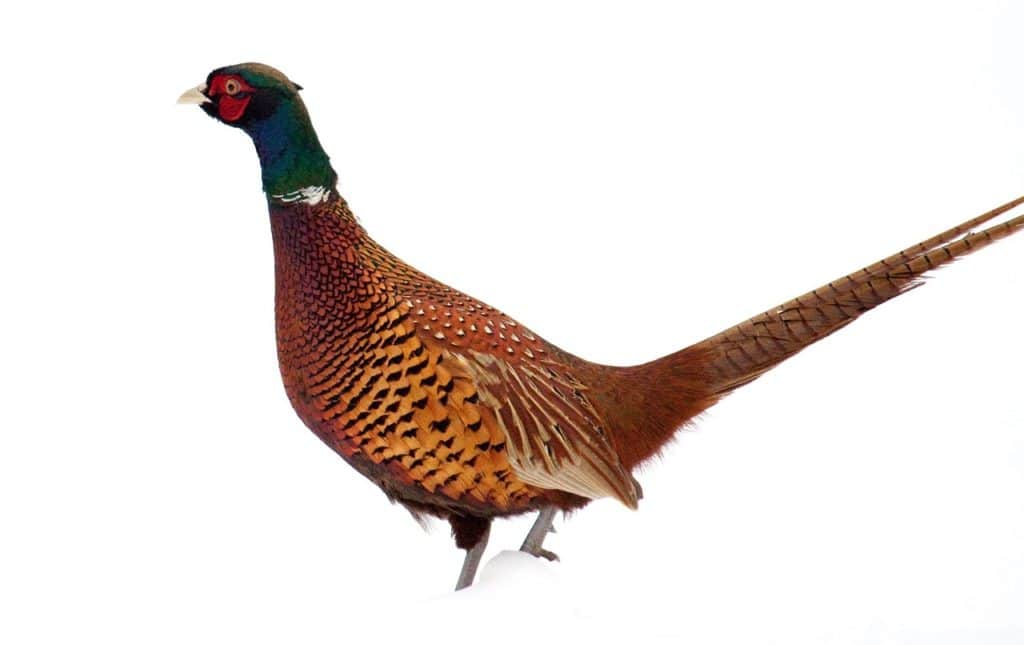 Pheasant - Fasani
