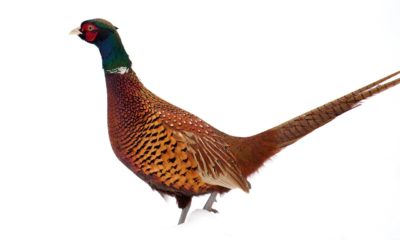 Pheasant - Fasani