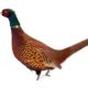 Pheasant - Fasani