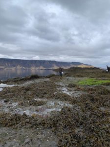 Fjörumó í Hvalfirðinum