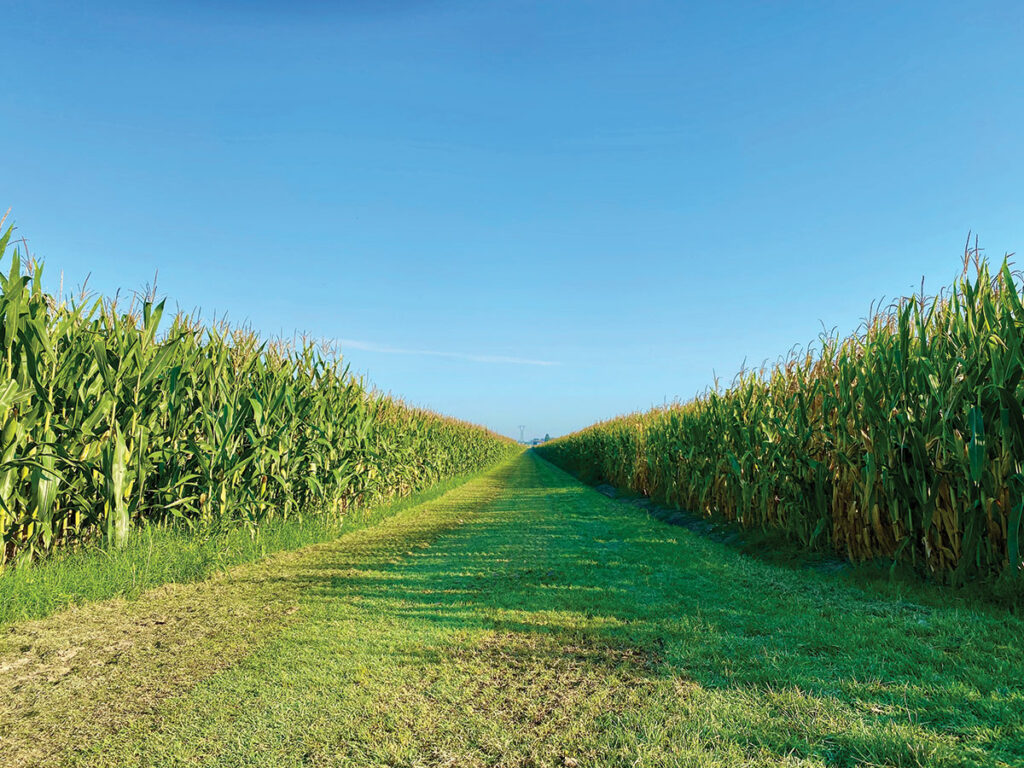 Maís - Zea mays