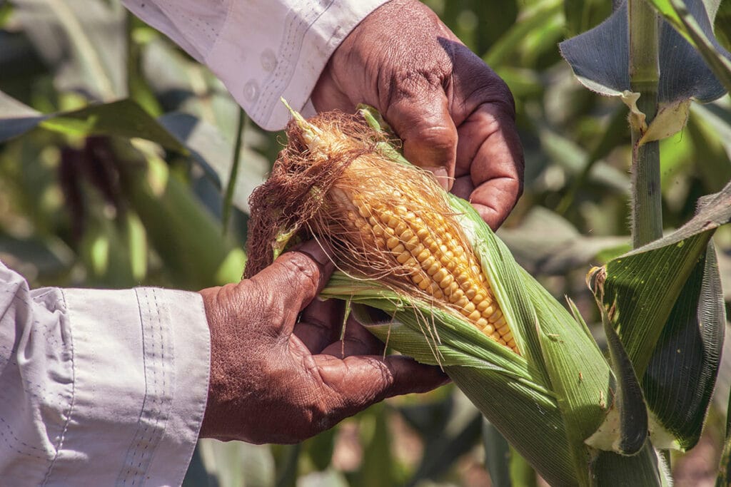 Maís - Zea mays