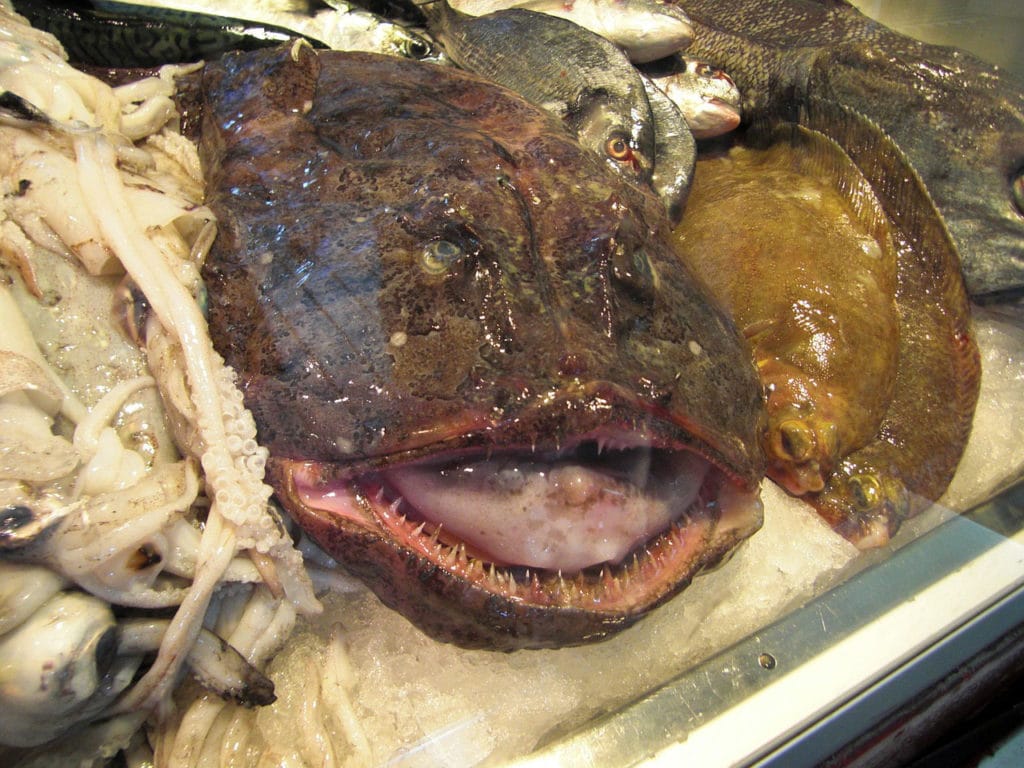 Monk fish - Skötuselur