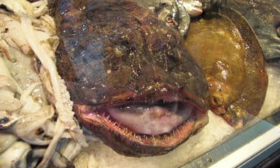 Monk fish - Skötuselur