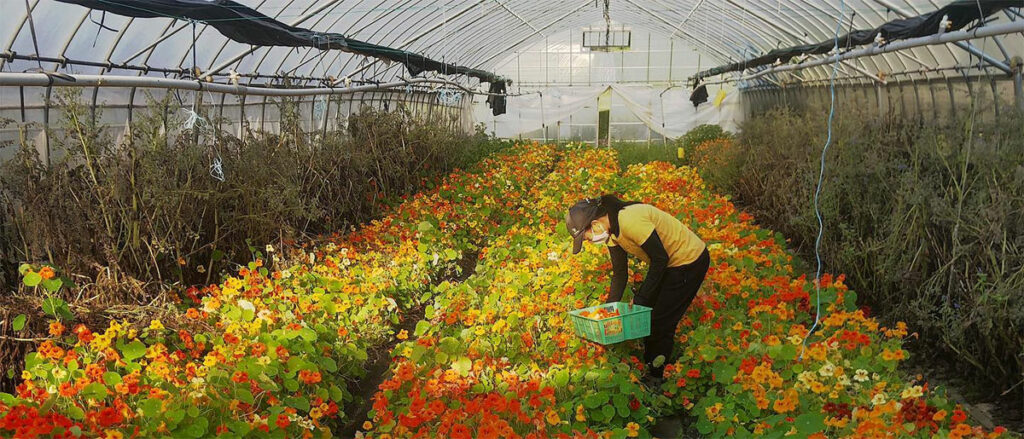 Af hverju bestu Michelin veitingastaðirnir sækja hráefni í Hiroshima? - kajiya Farm - Myndband