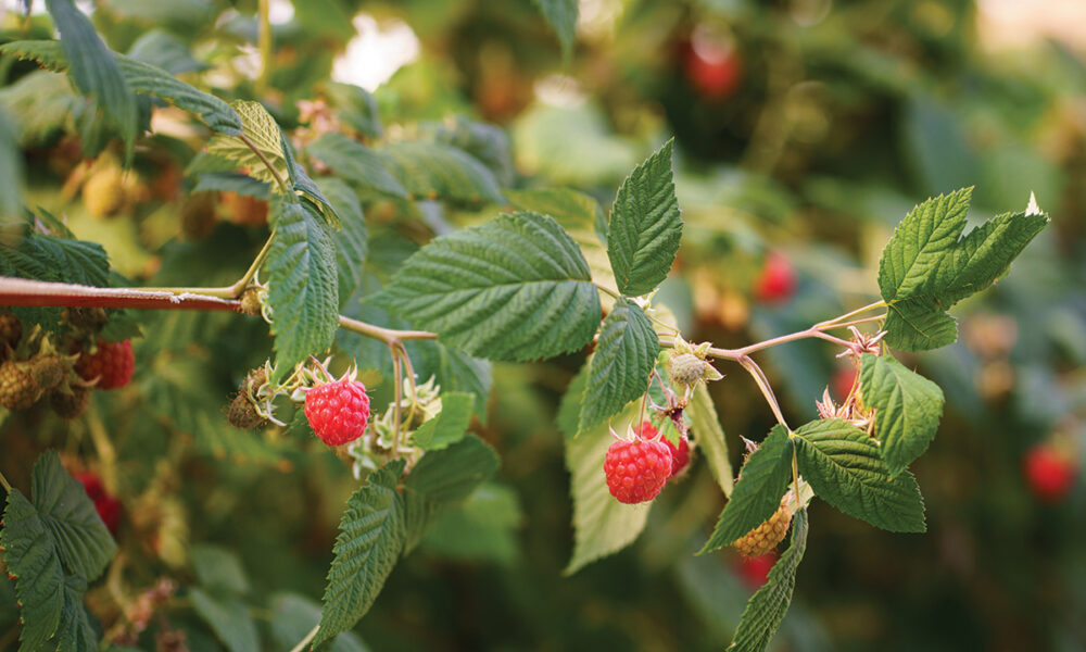 Íslensk hindber í blóma: Sölufélag garðyrkjumanna hvetur til stuðnings við innlenda ræktun