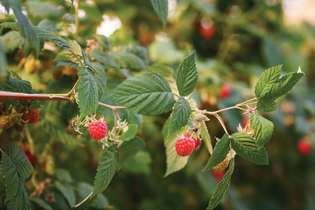 Íslensk hindber í blóma: Sölufélag garðyrkjumanna hvetur til stuðnings við innlenda ræktun