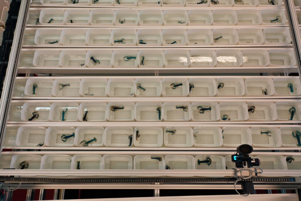 Humareldi í Noregi – en íslenskar tilraunir runnu út í sandinn