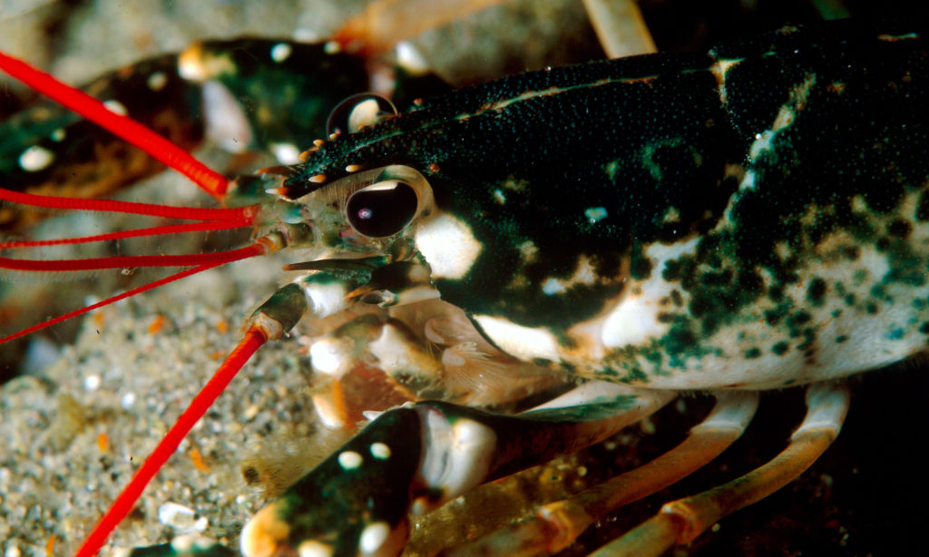 Humareldi í Noregi – en íslenskar tilraunir runnu út í sandinn