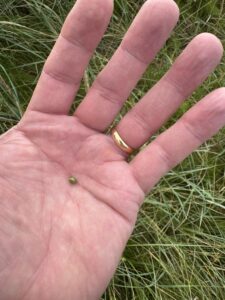 Myndaveisla frá samstarfi Gunnars Karls og Poul Andrias - Paz í Þórshöfn, Gunnar Karl Gíslason, Dill restaurant