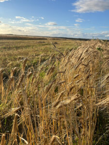 Önnur gullverðlaun ð á árinu - Flóki whisky