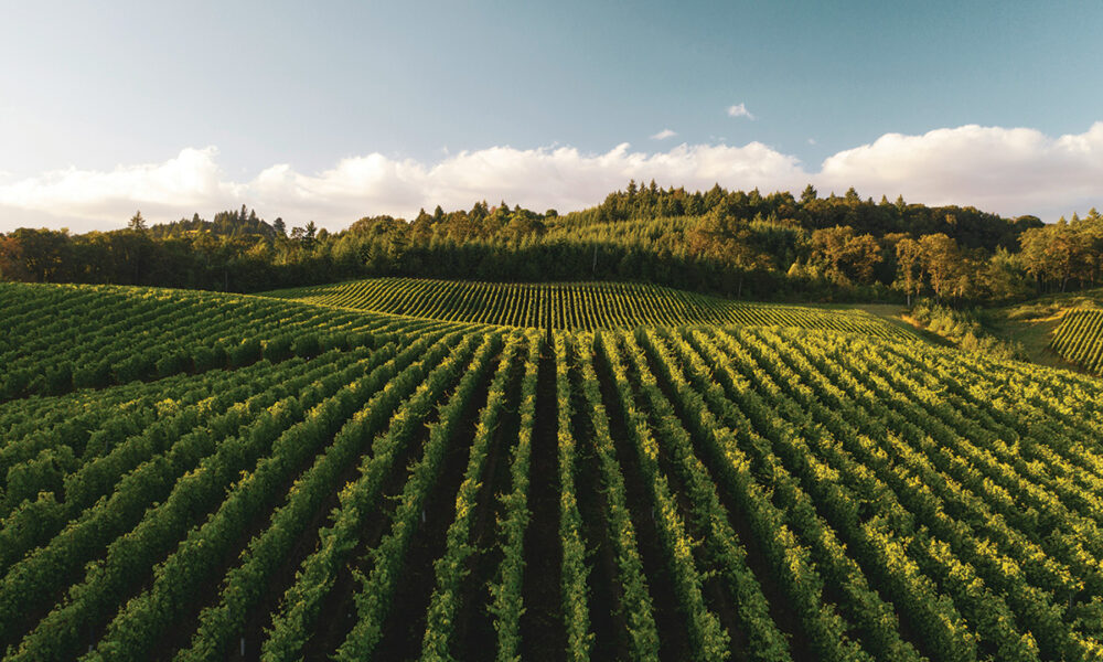 Vineyards - Vínekra