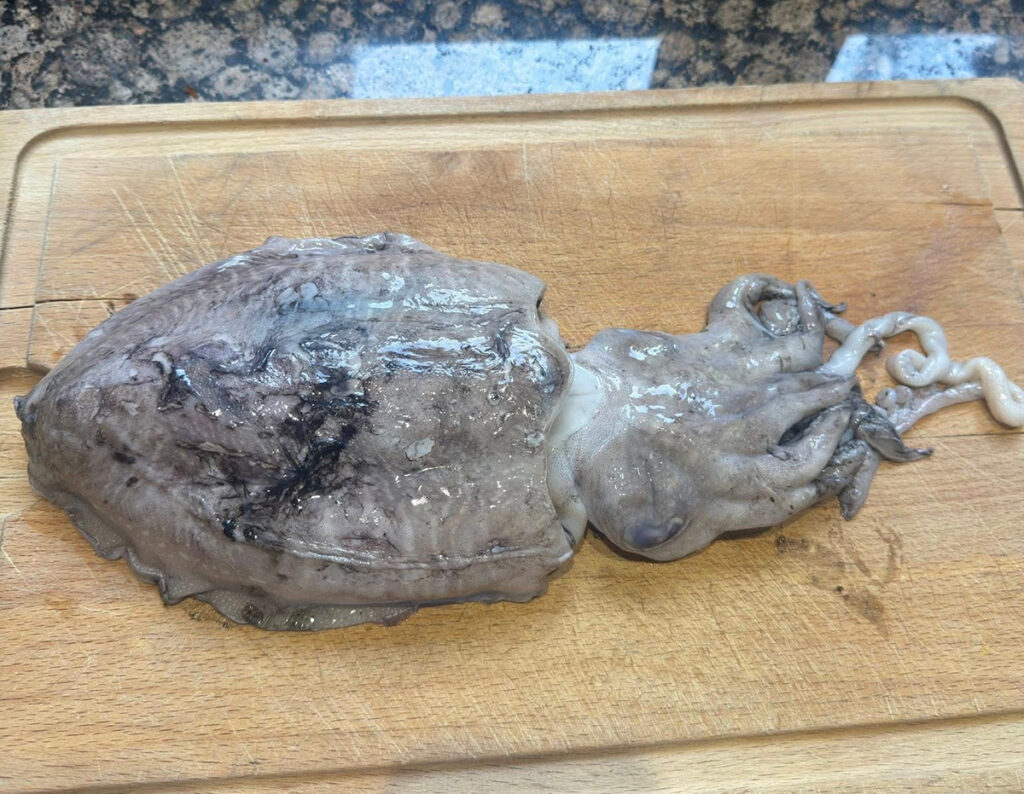 Snædís Xyza Mae Ocampo skrifar - Liðið, fjölskyldan og baráttan á leið til Lyon