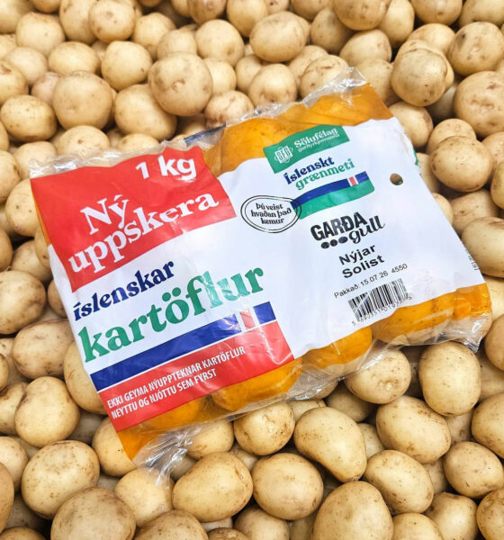 Nýjar íslenskar kartöflur vekja alltaf eftirvæntingu